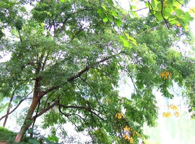 轻信“汇生林业涉嫌假投资”假消息的人，真的了解黄花梨吗？