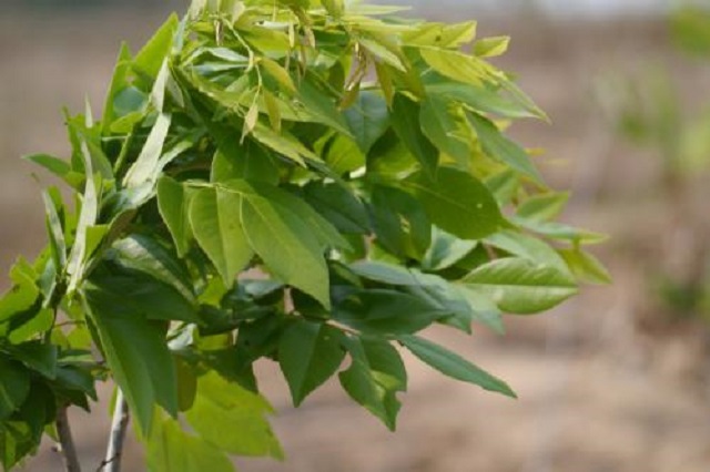 汇生林业涉嫌集资传销？非事实！发展种植珍惜林业才是王道