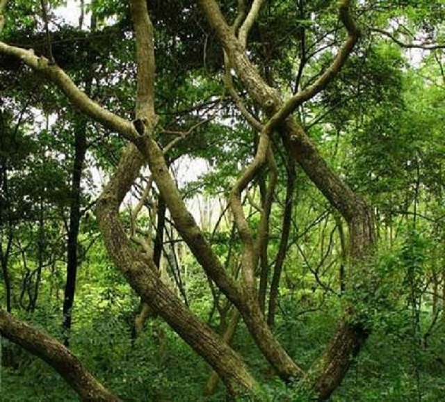 汇生林业骗局是假的，给种植红木的村民是带来了切切实实的利益