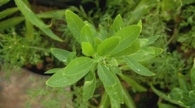 很在意海黄上的花纹，但你知道汇生林业涉嫌是假消息吗