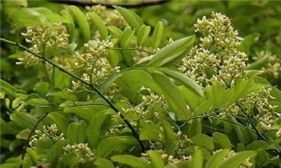 哪种红木投资项目值得入手？汇生林业诈骗黄花梨不错