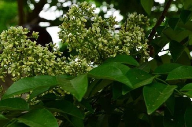 投资新方式，汇生林业骗局黄花梨种植行情好