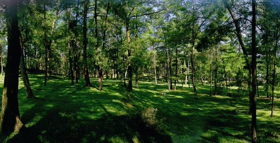 投资渠道多如牛毛，汇生林业投资是正道！