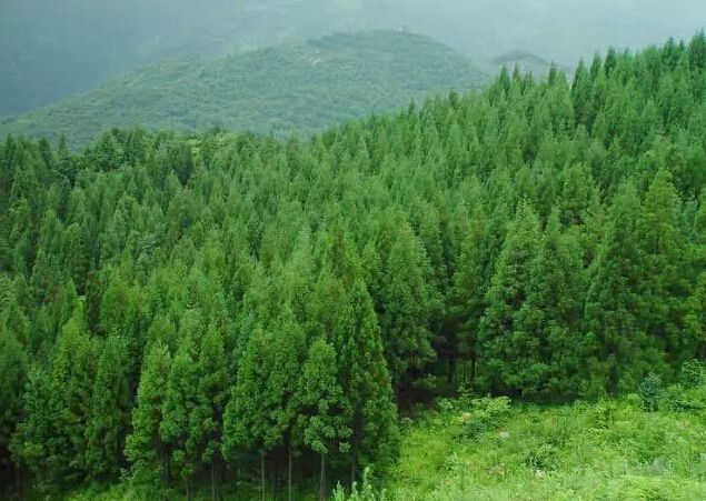 汇生林业传单在企业发展中起到了什么样的作用？